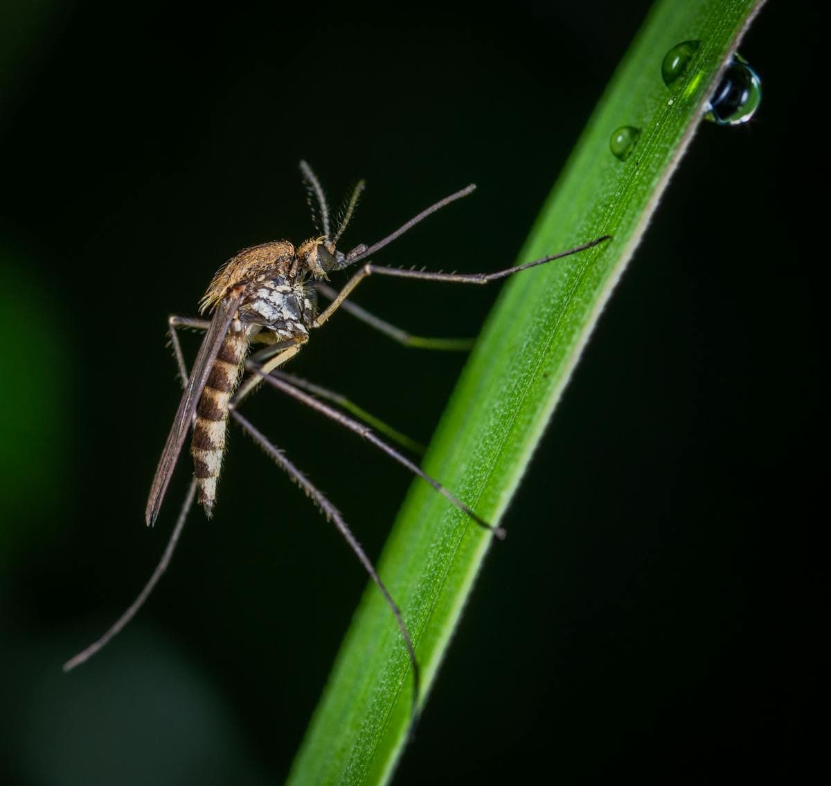 Mosquito Control